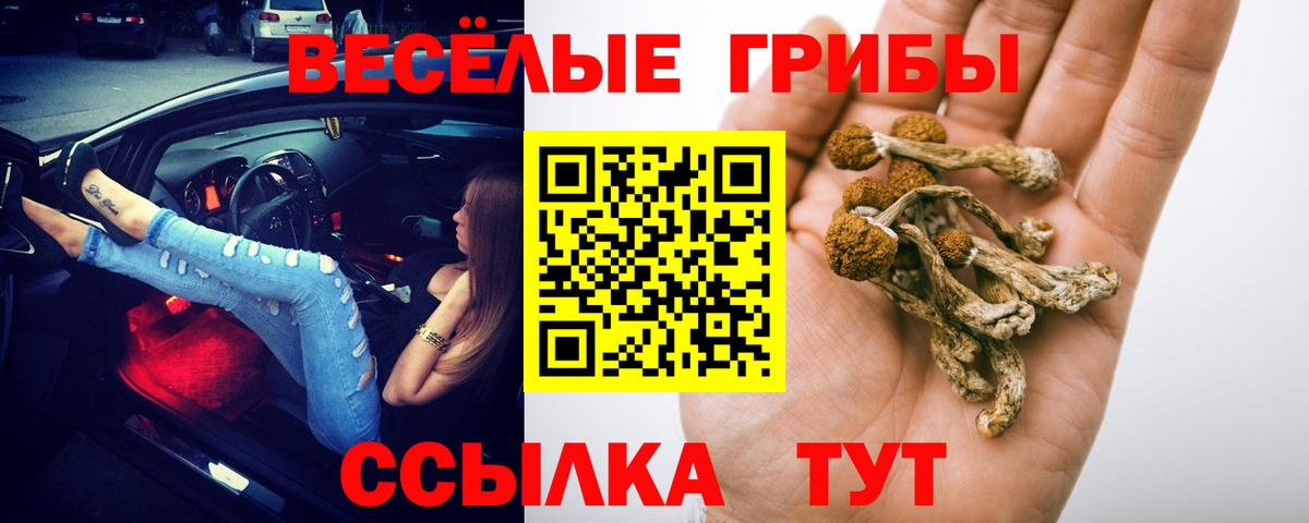 Псилоцибиновые грибы Psilocybe Новокубанск